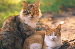 开云体育官网-最瘦巨人，掌控雷霆风暴，切特·霍姆格伦如何一肩挑起雷霆命运