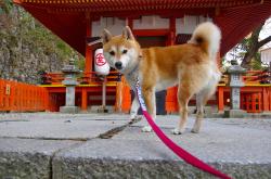 开云下载-非洲雄狮逼宫枪手，诺坎普弃子加维用巴萨的方式刺痛阿森纳