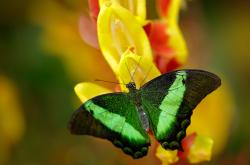 开云官网-年度焦点之战，巴拉圭闪电突袭一波带走瑞典，铸就经典瞬间