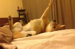 开云体育中国-速度与意志，当F1争冠之夜遇见布伦森的末节时刻