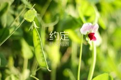 开云体育app-小贾伦刷新纪录，勇士轻取上海队展现实力碾压