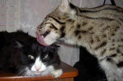 开云体育中国-智利风暴席卷牙买加，阿圭罗防线爆破秀