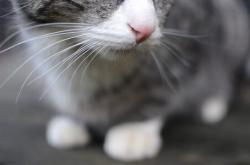 开云体育在线-巨人经过时，请保持安静