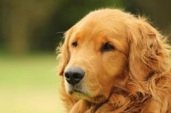 开云体育-高原神话终结者，当福登的魔法撕碎玻利维亚的传说