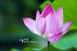 开云体育登录-美加墨世界杯焦点战，开拓者碾压上海队，足球新纪元开启