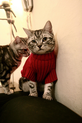 足球与篮球的交响，当德甲争冠悬念投射在北京队绝杀太阳的夜晚