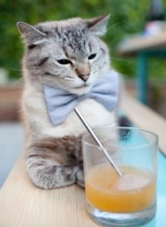 当森林狼遇上独行侠，节奏之争背后，真正的武切维奇效应