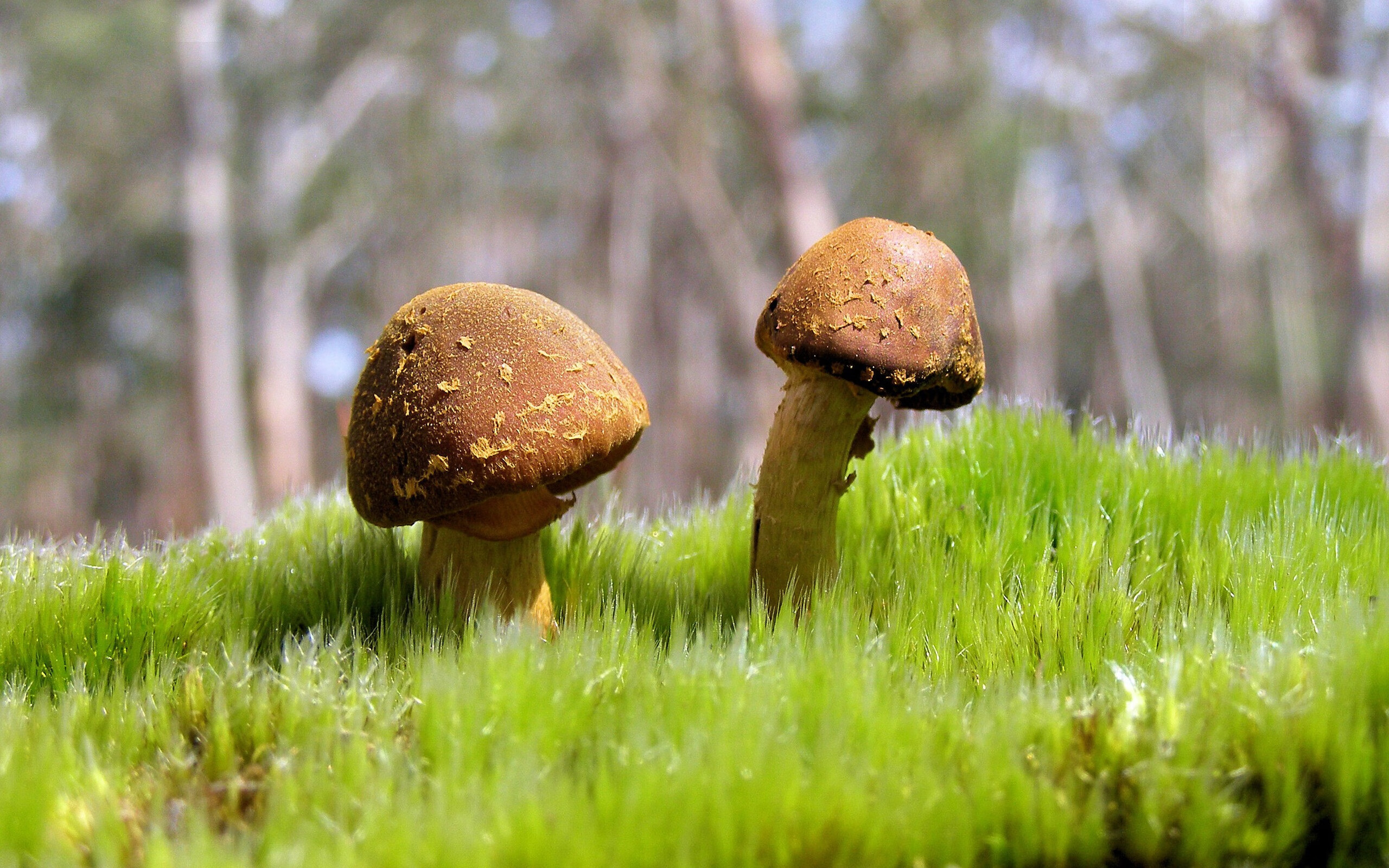 芬兰击垮冰岛防线，范戴克化身定海神针成关键先生