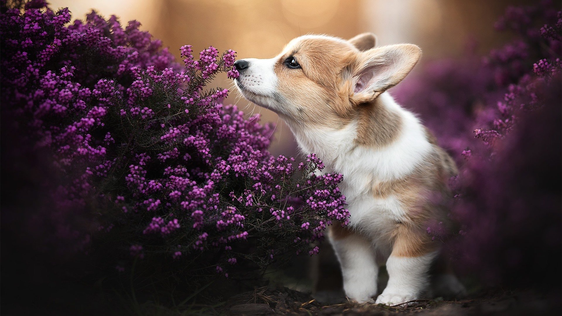 绝杀救赎！霍勒迪末节爆发助步行者险胜老鹰