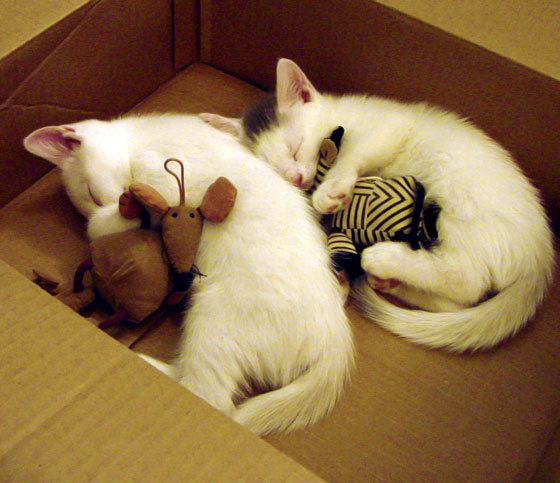 征服永恒之城,拉亚主宰,土耳其军团踏平佛罗伦萨