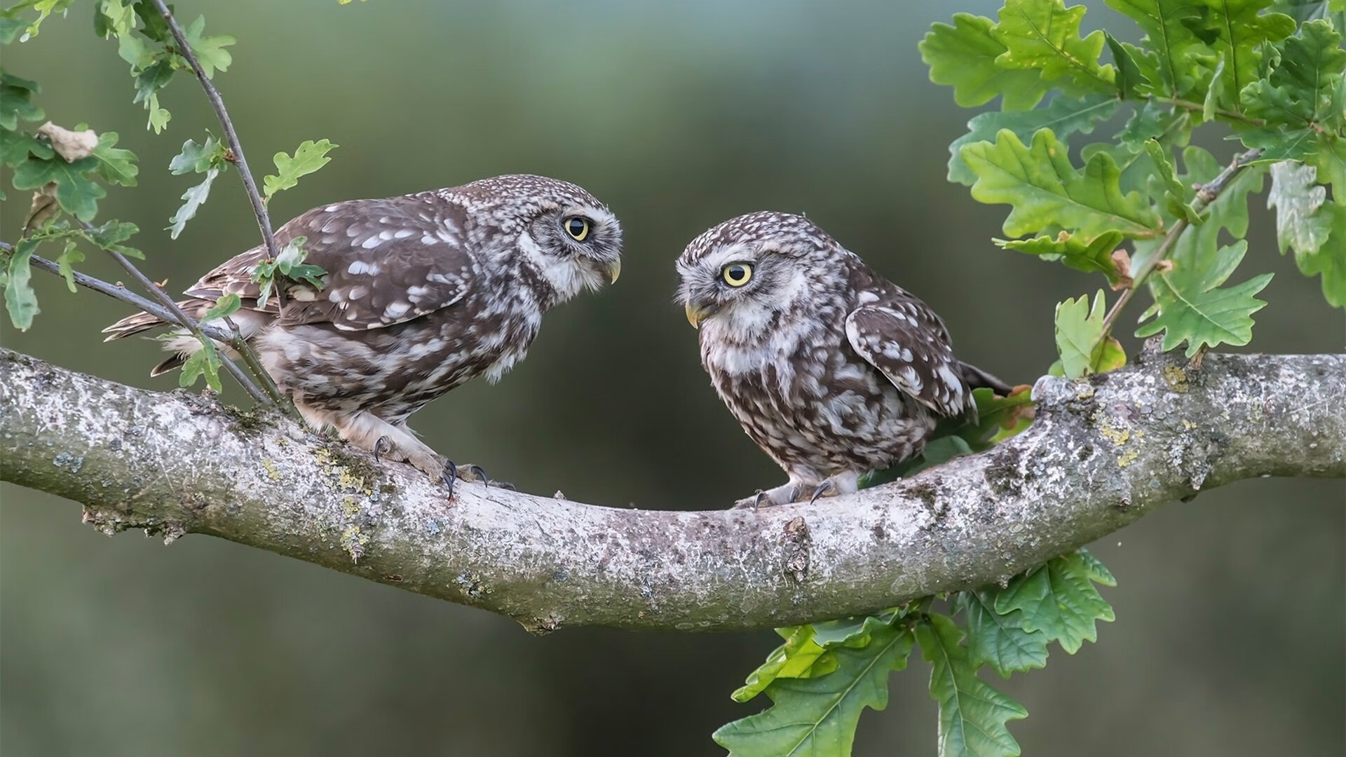 破茧与铁壁，两种征服困境的足球哲学