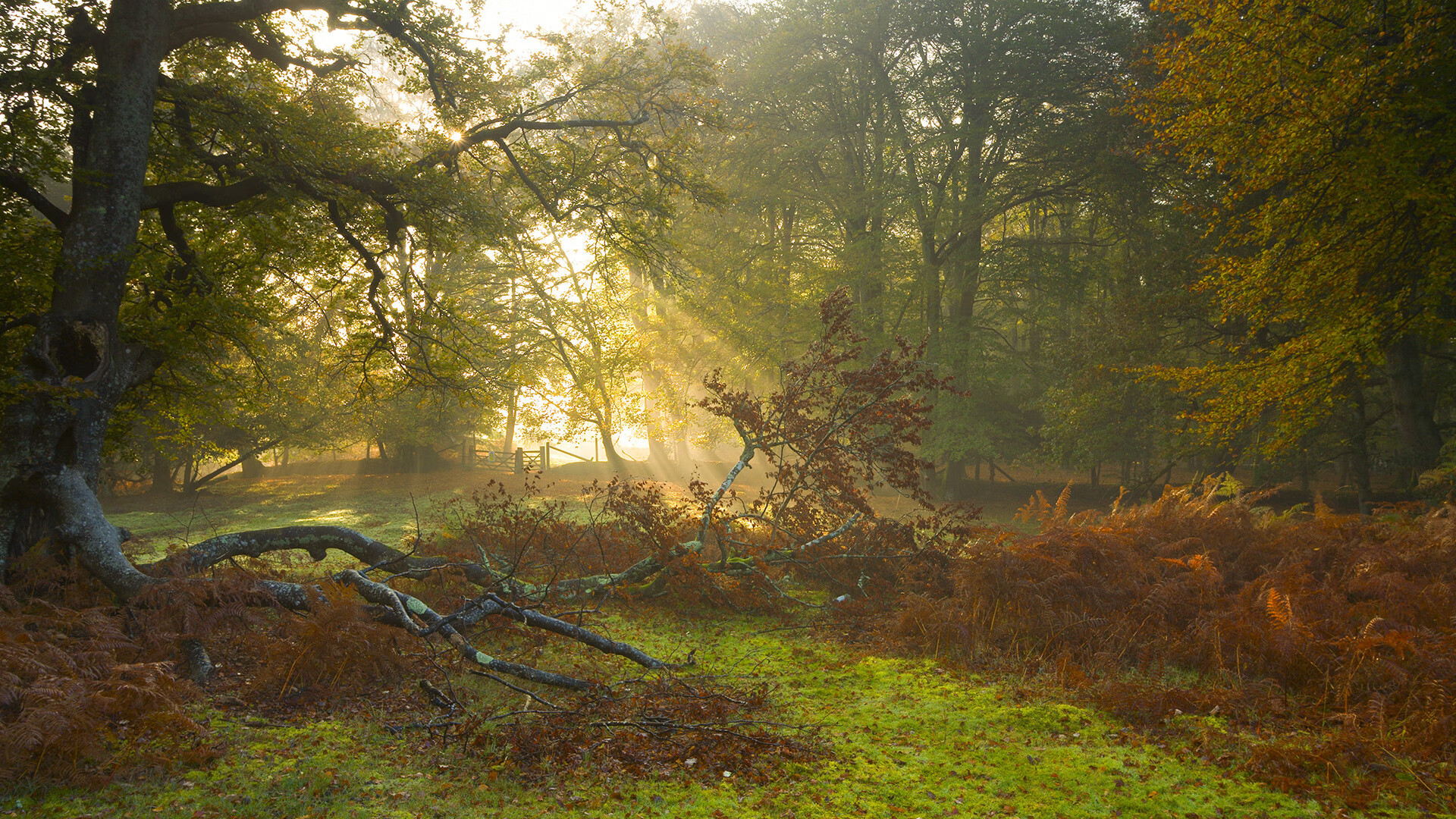 跨越太平洋的篮球风暴，当深圳队遇见湖人，布克在想象的聚光灯下绽放