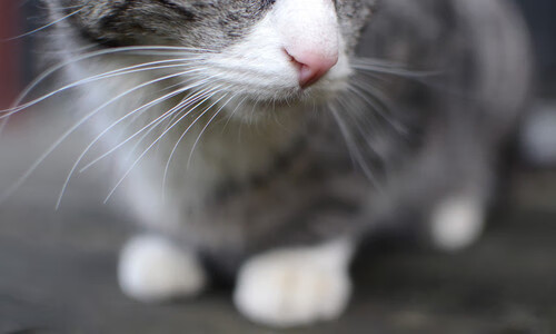 巨人经过时，请保持安静