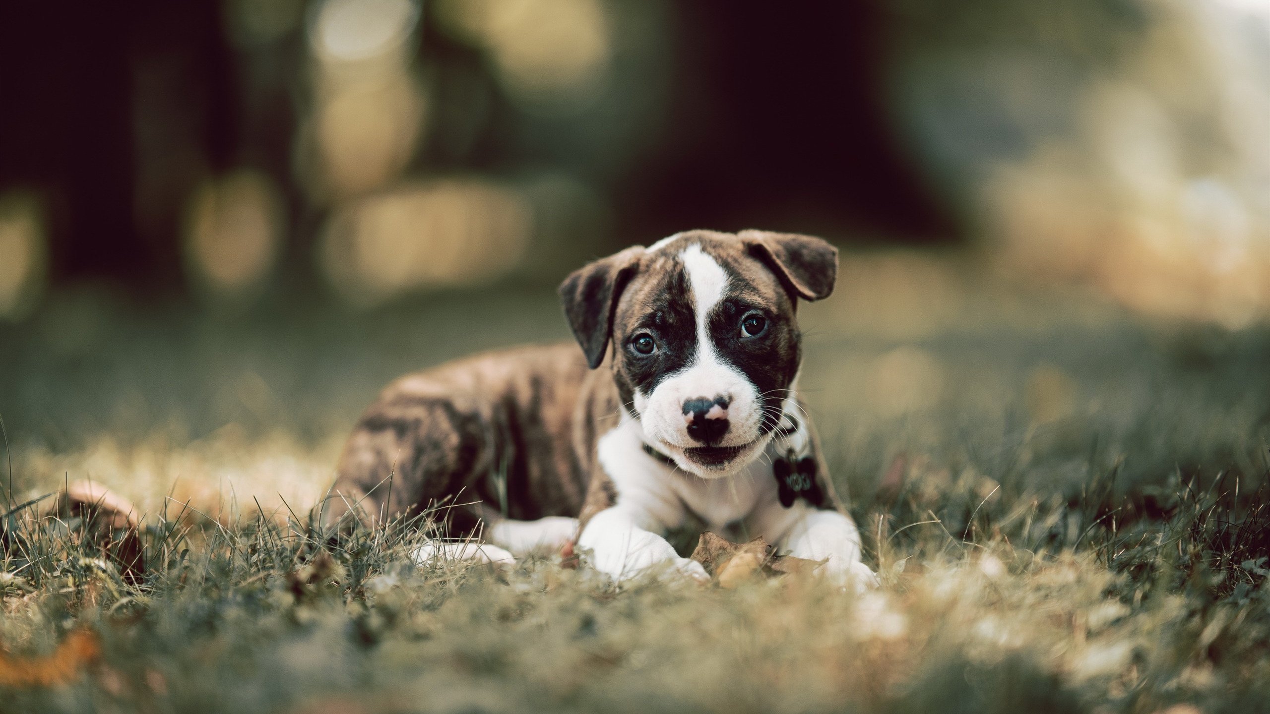 凯尔特人奇迹逆转国王!小贾伦致命三分锁定胜局