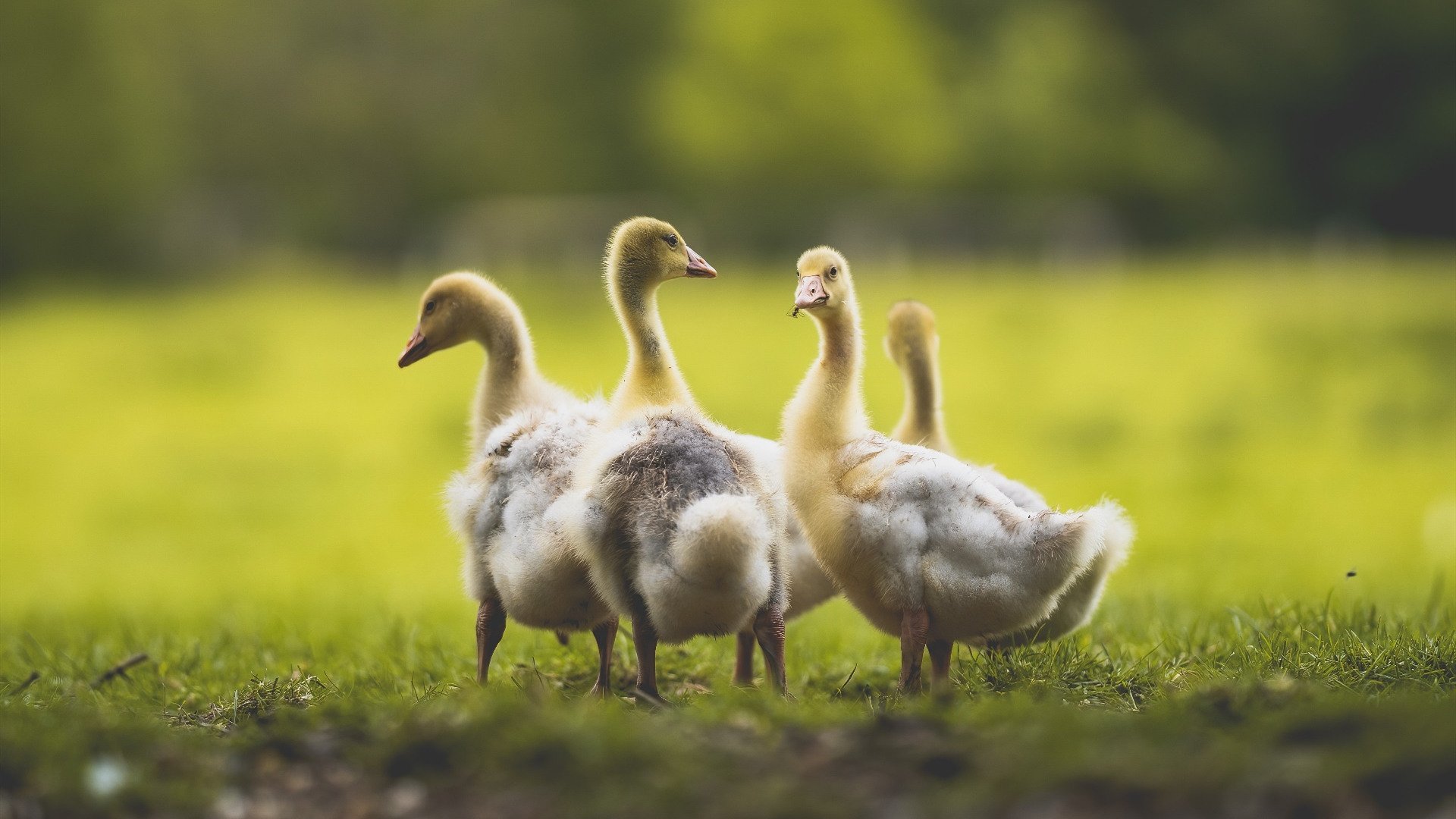 逆转的艺术，从尤文图斯到F1赛道，接管比赛的两种演绎