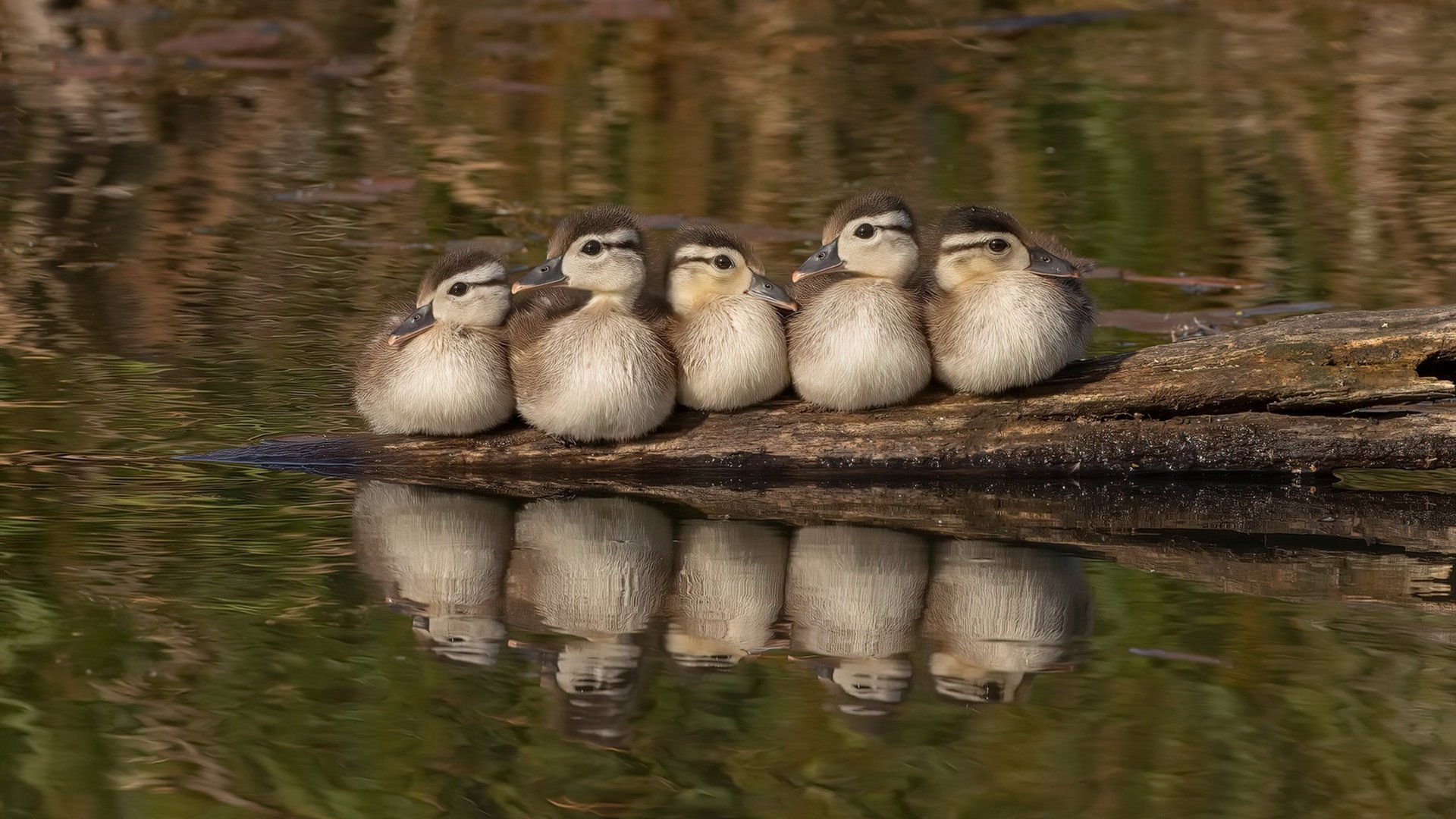 战术铁笼与致命冰霜，活塞窒息式防守如何冻结雄鹿，克莱化身关键先生