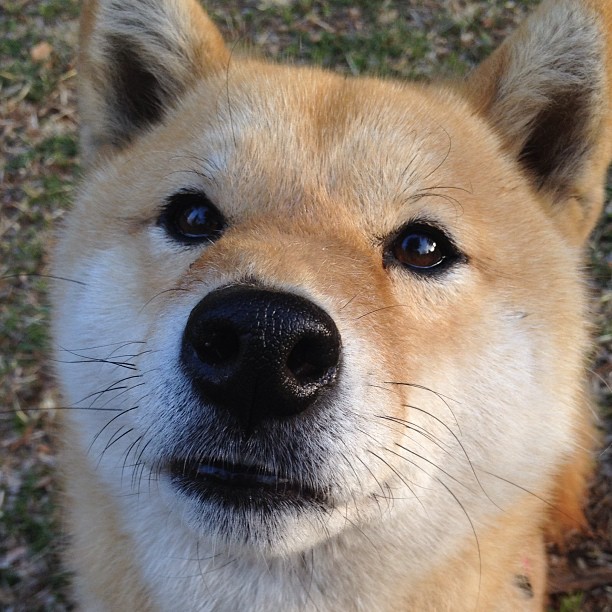 佩德里关键一击定乾坤，法国加时苦战险胜突尼斯