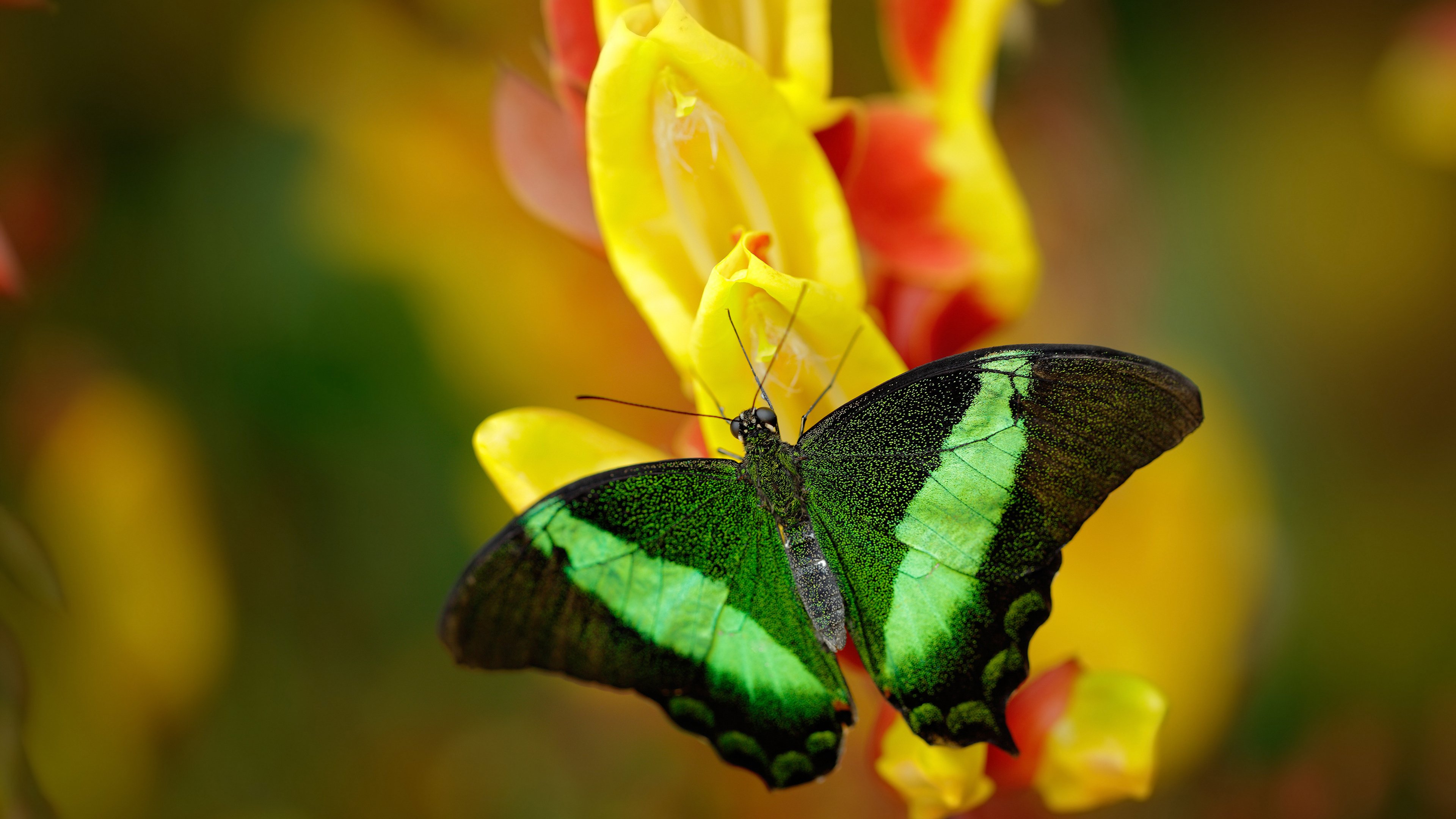 当字母哥化身球场福克斯,雄鹿与黄蜂之战见证伟大舞台的诞生
