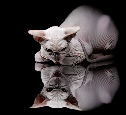 双城记，当西甲德比遇上欧冠对决