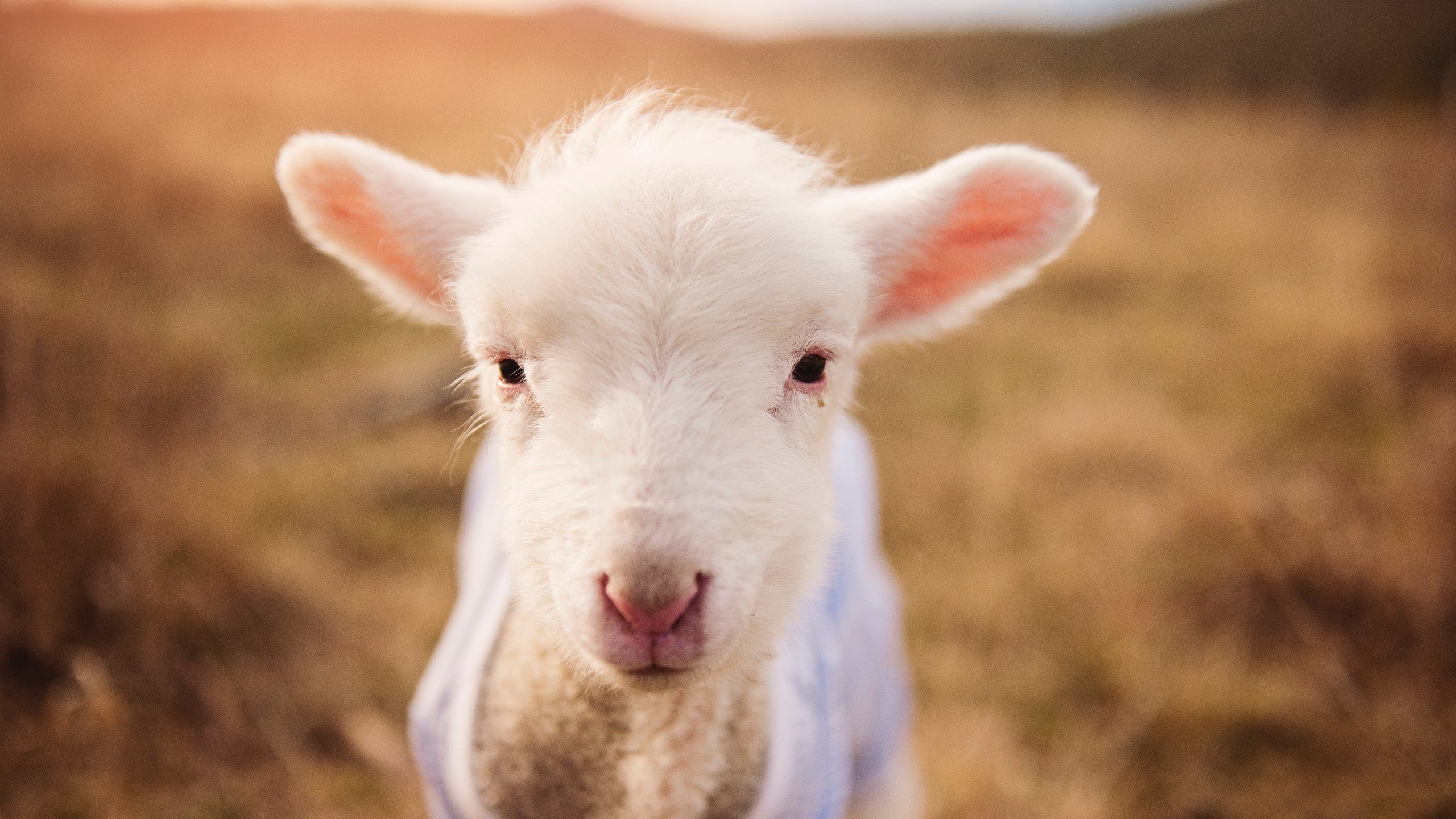 托尼统治全场，毕尔巴鄂末节带走比利时