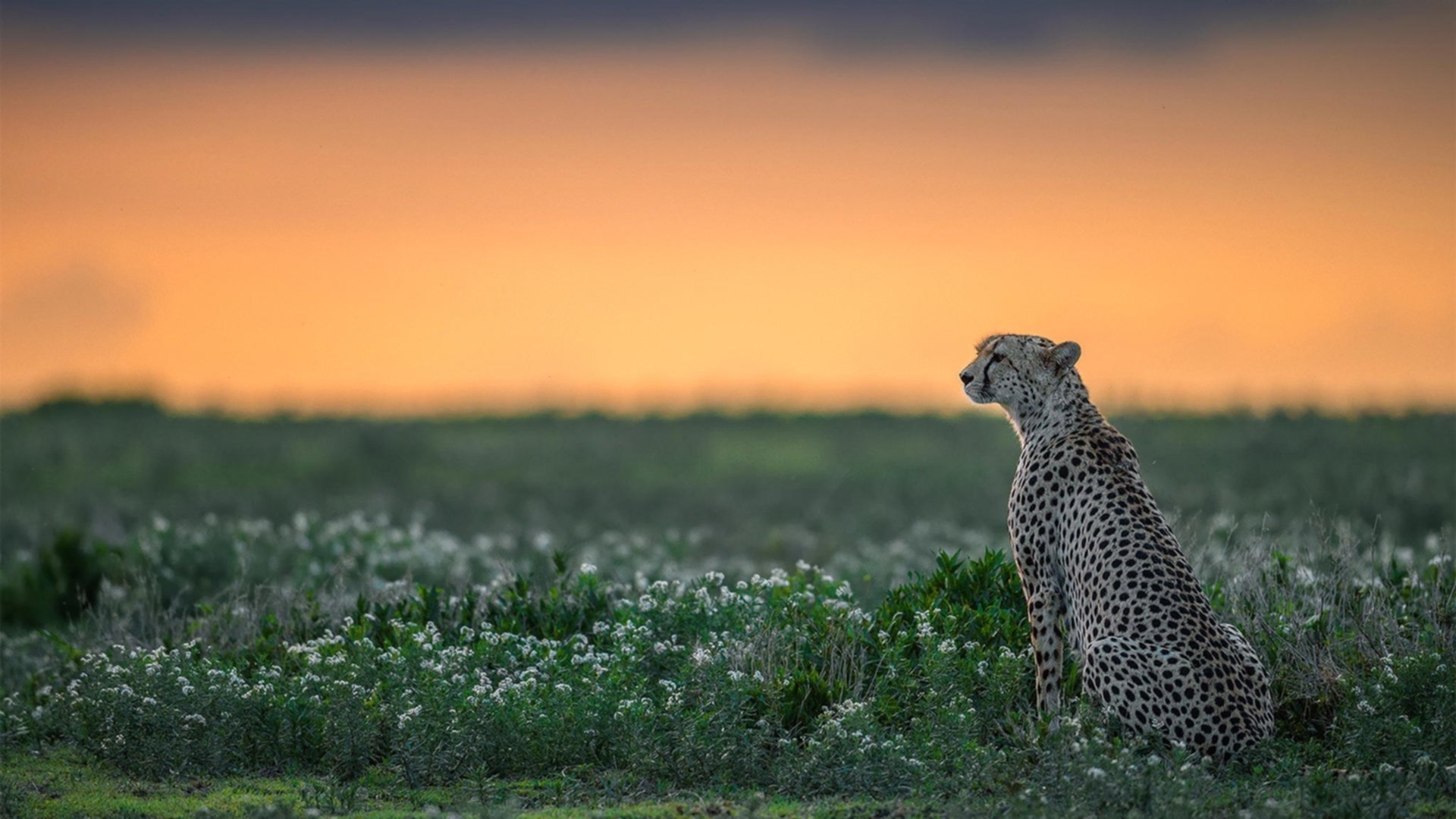 铁闸与黎明,美加墨世界杯之夜,富安健洋挺身而出的静默光芒