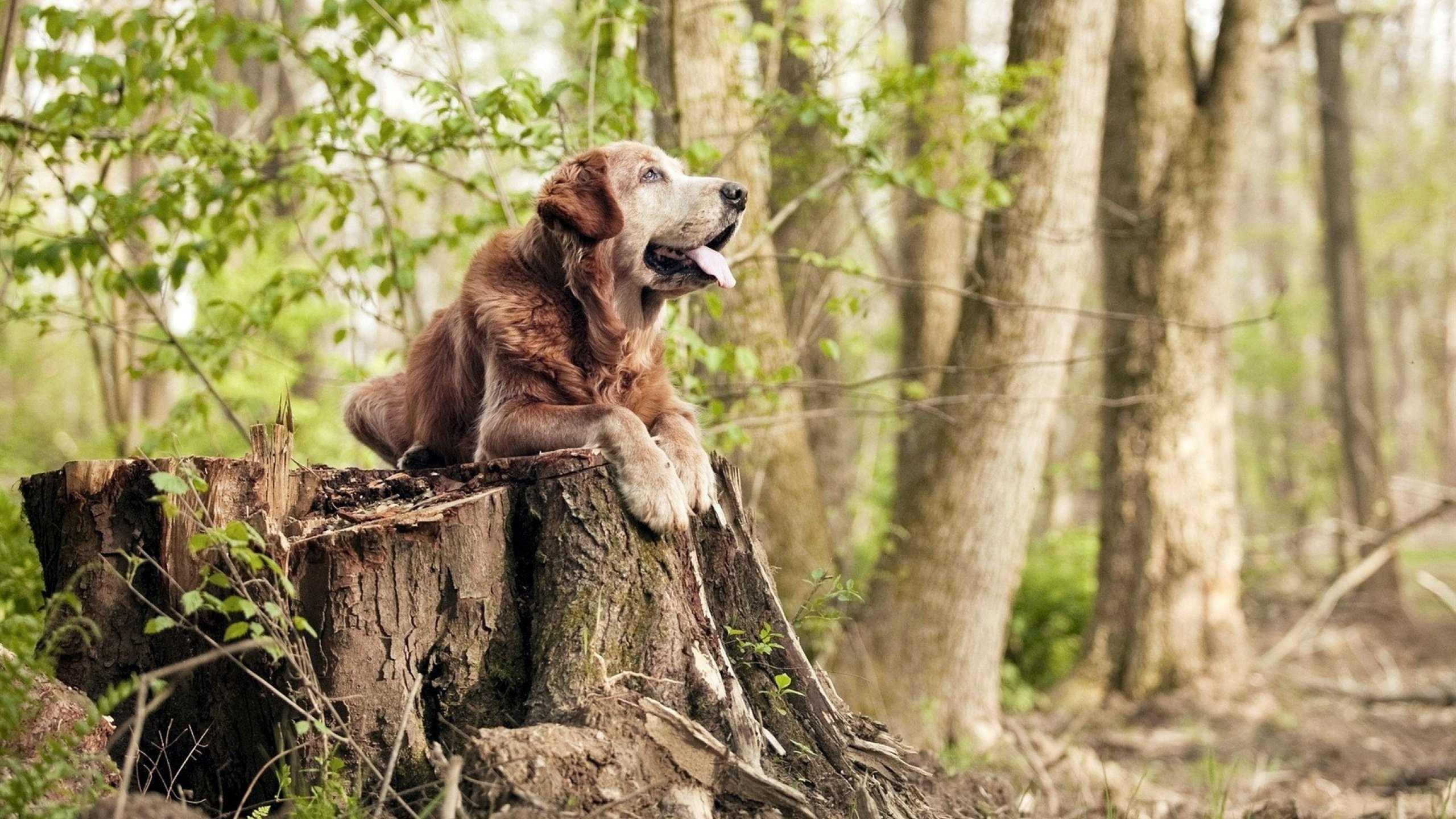 双星闪耀，定义英雄，压哨绝杀与抢七接管之夜