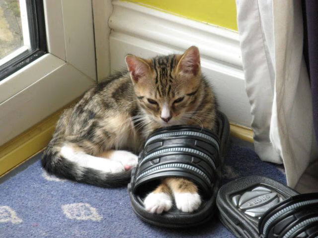 卡瓦哈尔一剑封喉,切尔西远航斩落新西兰