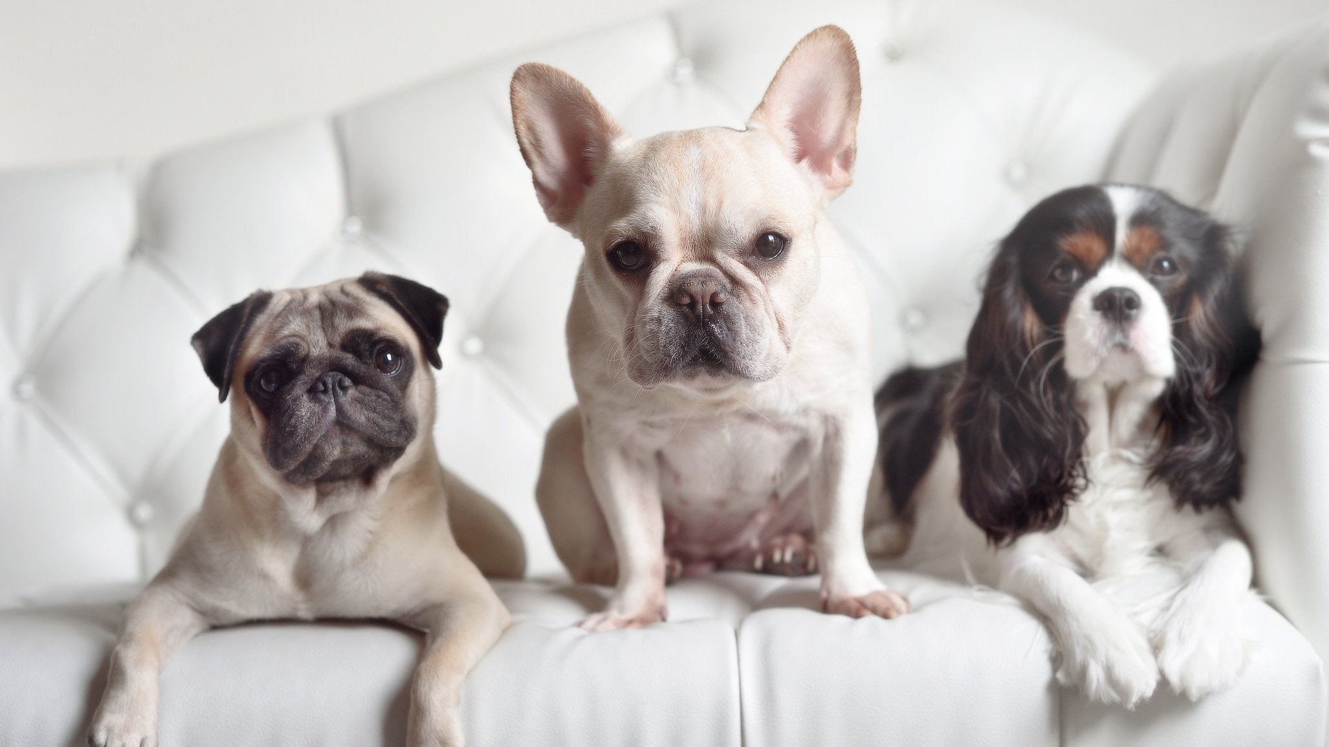 独行侠制霸广厦队,NBA季后赛焦点战全解析