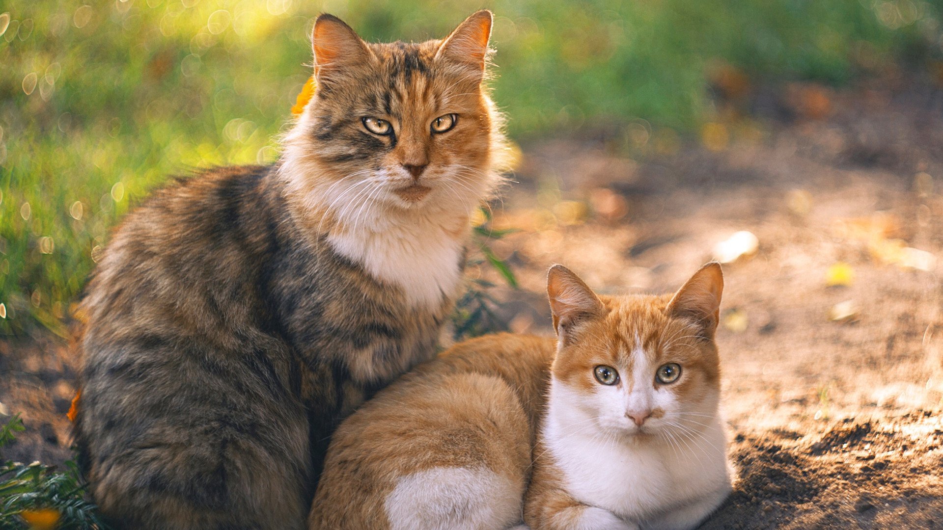 最瘦巨人,掌控雷霆风暴,切特·霍姆格伦如何一肩挑起雷霆命运