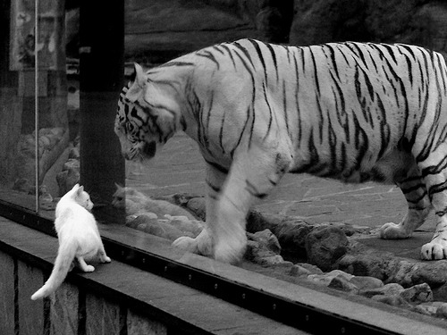 门迪横刀立马，尼日利亚冲垮澳大利亚挺进奥运四强